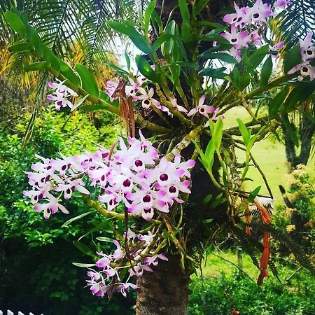 Chacara Sonho Meu Villa Pinhalzinho  Exterior photo